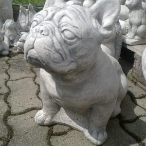 Francia bulldog