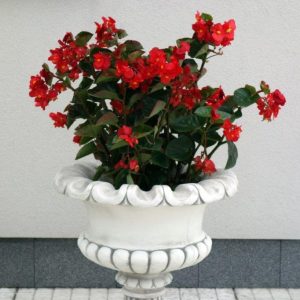 fodros szélű kehely váza 57cm